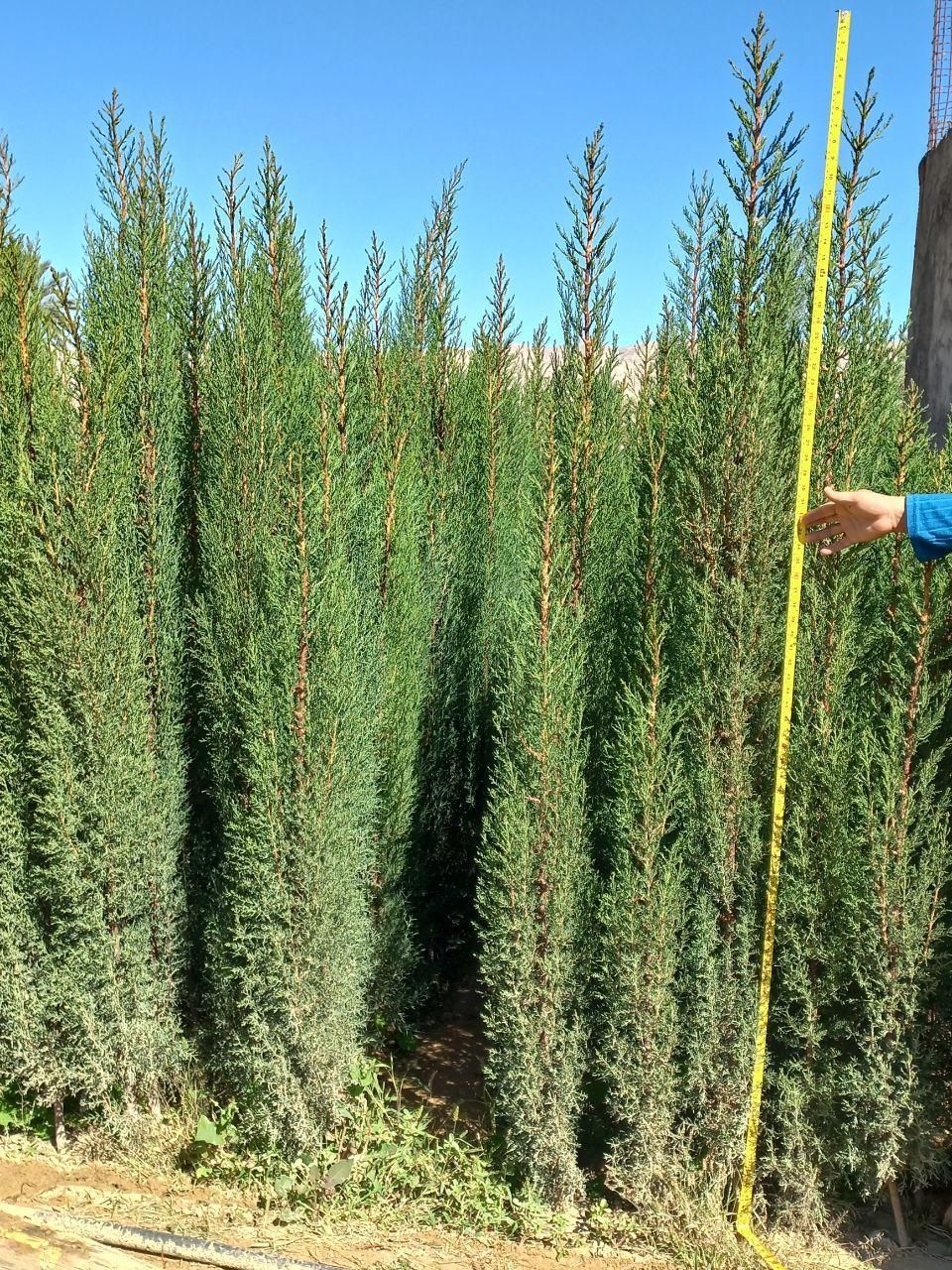 نهال سرو ناز شیراز(گرین پنسل)|گل و گیاه طبیعی|کرمان, |دیوار