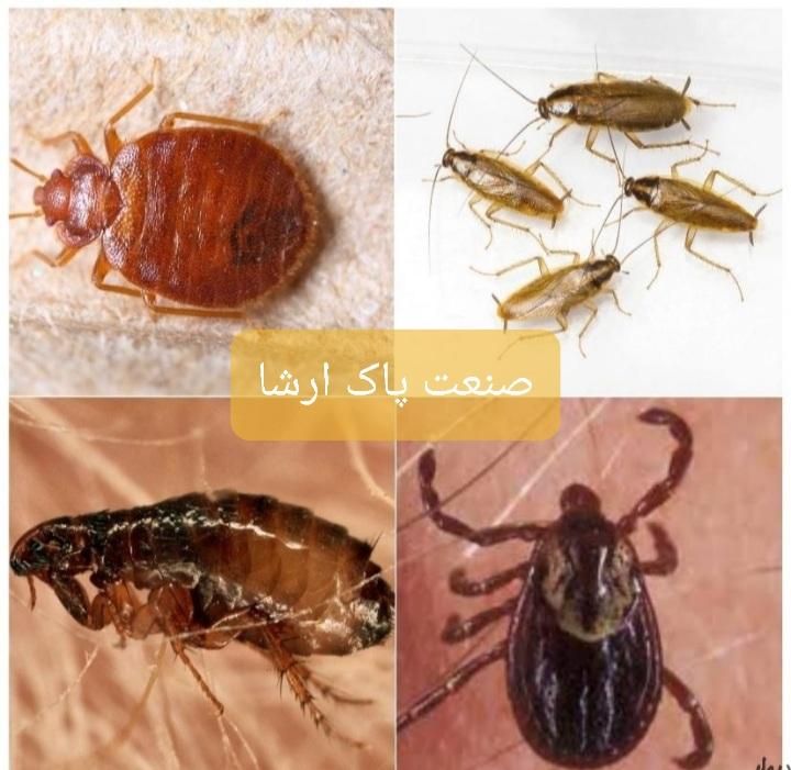 شرکت خدمات سمپاشی سوسک موریانه زدایی سم پاشی ساس|خدمات نظافت|بندر گناوه, |دیوار