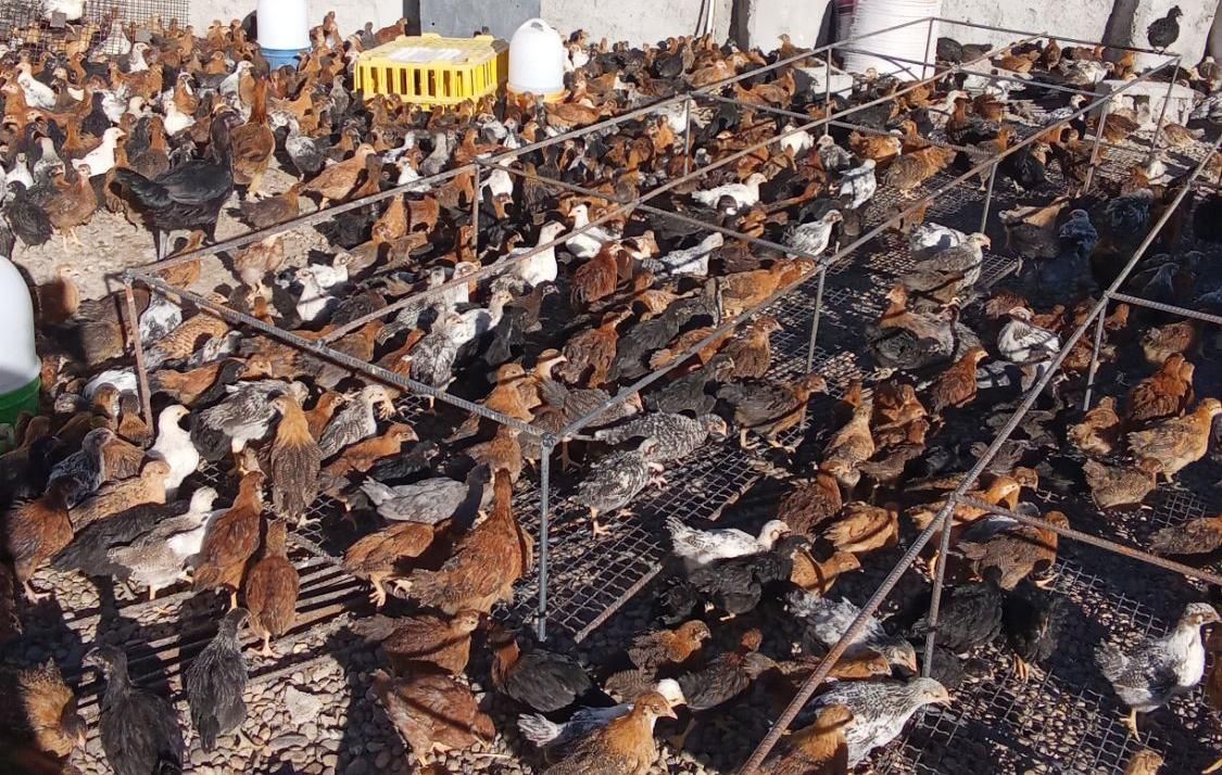 جوجه مرغ جهادی بوقلمون برنز بیوتی گوشتی (خواجه)|حیوانات مزرعه|زابل, |دیوار