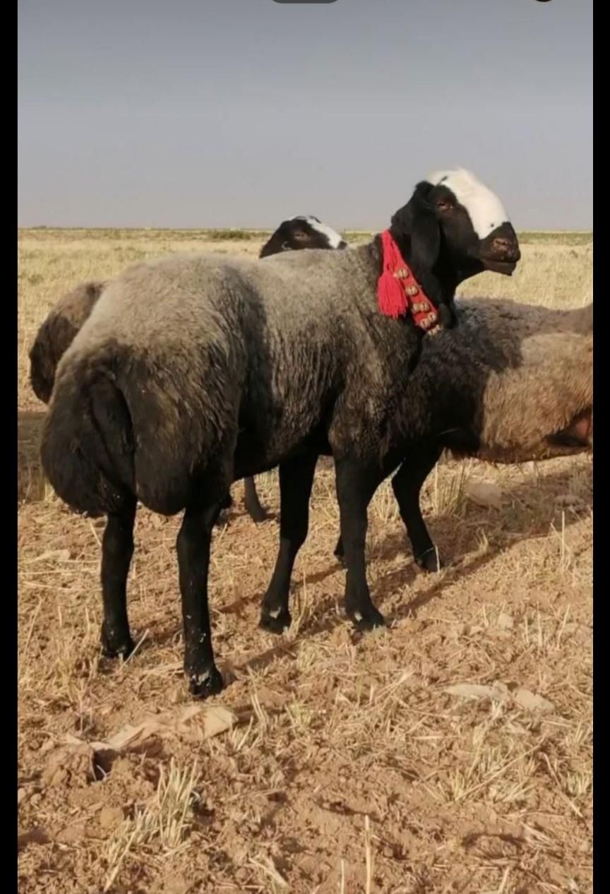 گوسفند گله قـوچ شـال|حیوانات مزرعه|تربتحیدریه, قاسم آباد|دیوار