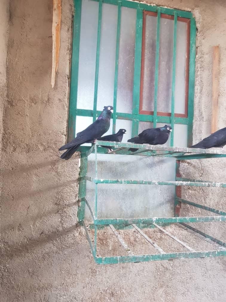 گبوتر صرب درجه یک|پرنده|بندر گناوه, |دیوار
