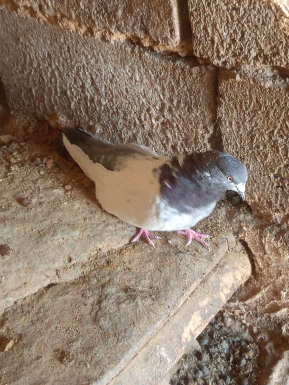کله سبز دم سبز ماده تمیز ب شرط|پرنده|بهار, |دیوار