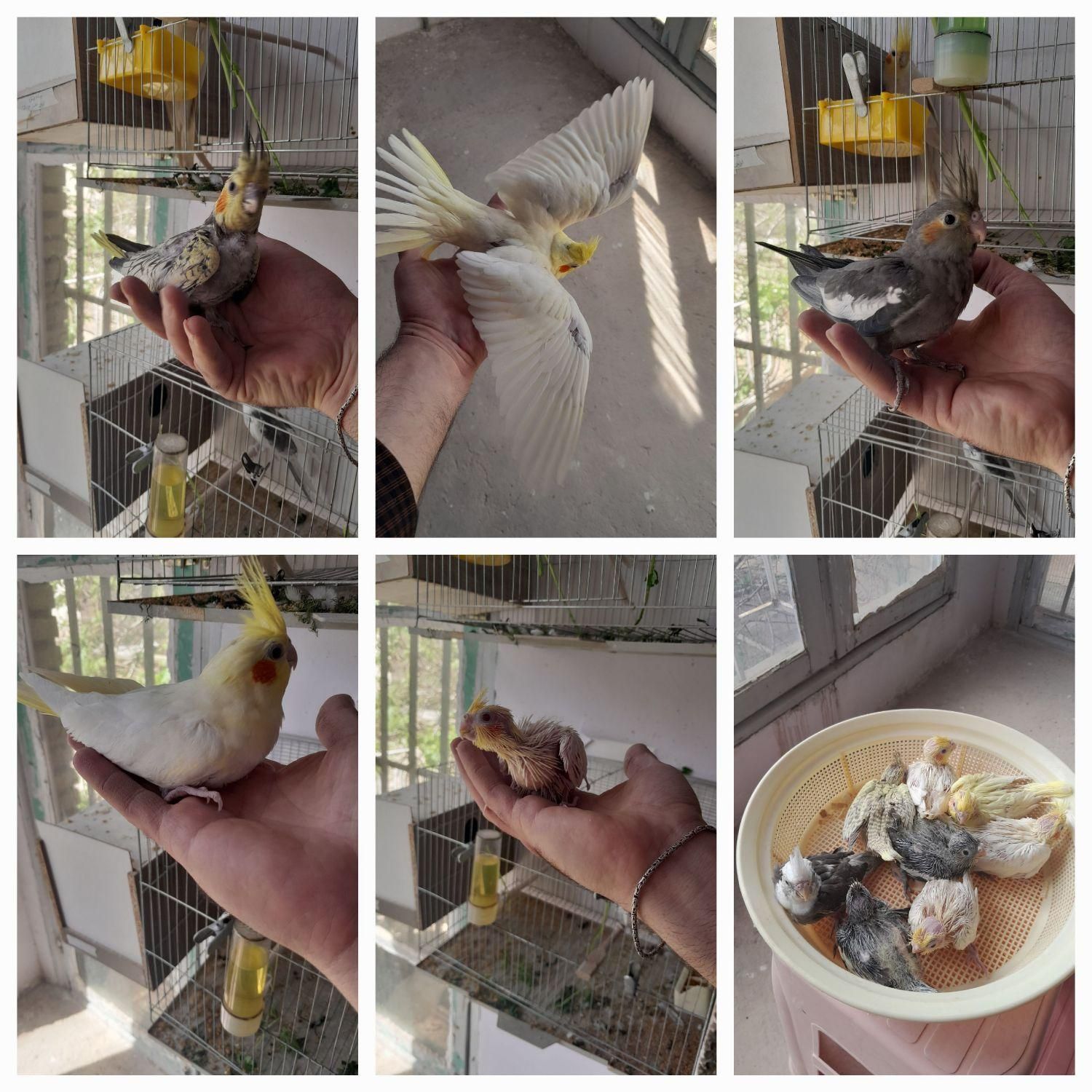 عروس هلندی درتمام سنین سریلاکی تازه دونخورجفت مولد|پرنده|تبریز, |دیوار