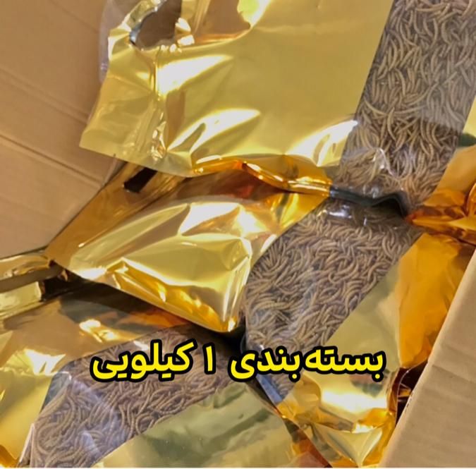 میلورم زنده و خشک/عمده/جزئی/سوپرورم/سبد و کود|خزنده|قم, باسکول|دیوار
