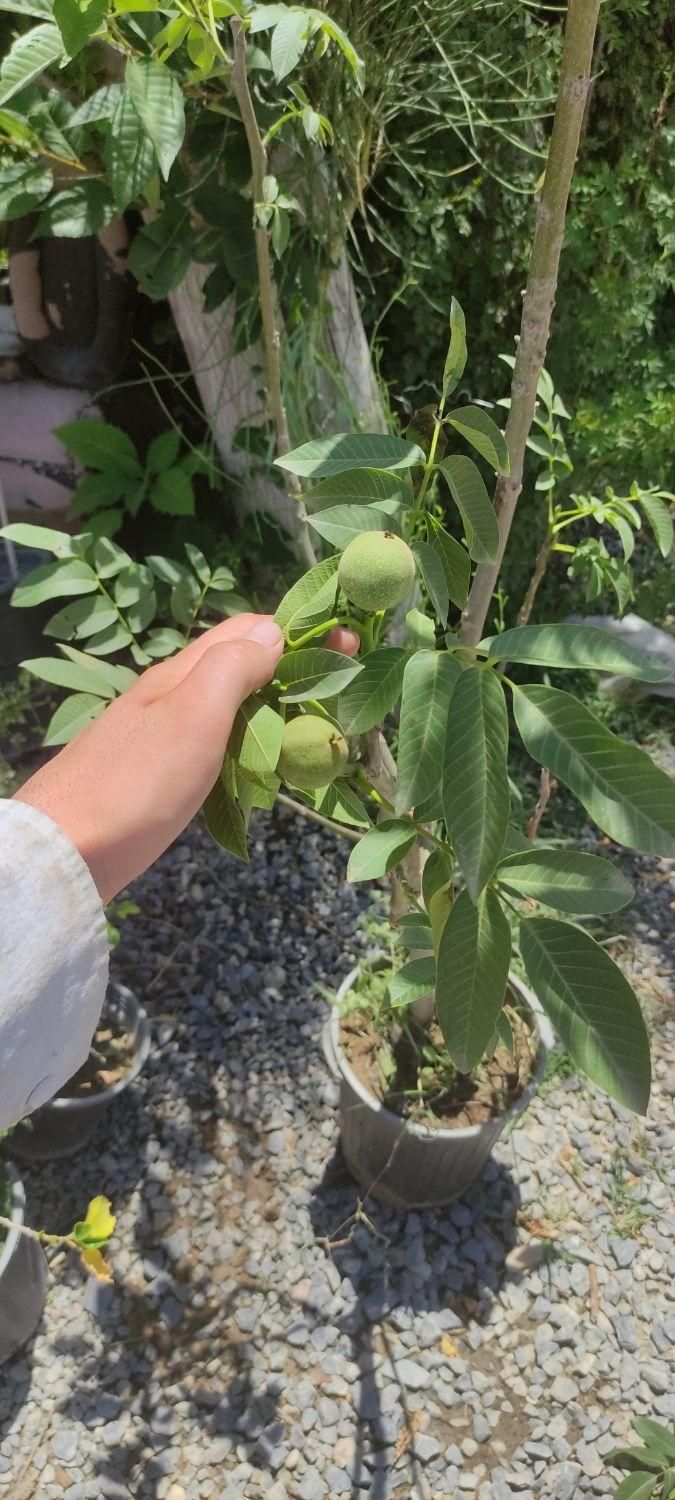 نهال و درخت ۴ ساله درشت گردو باردار|خدمات باغبانی و درختکاری|فلاورجان, |دیوار