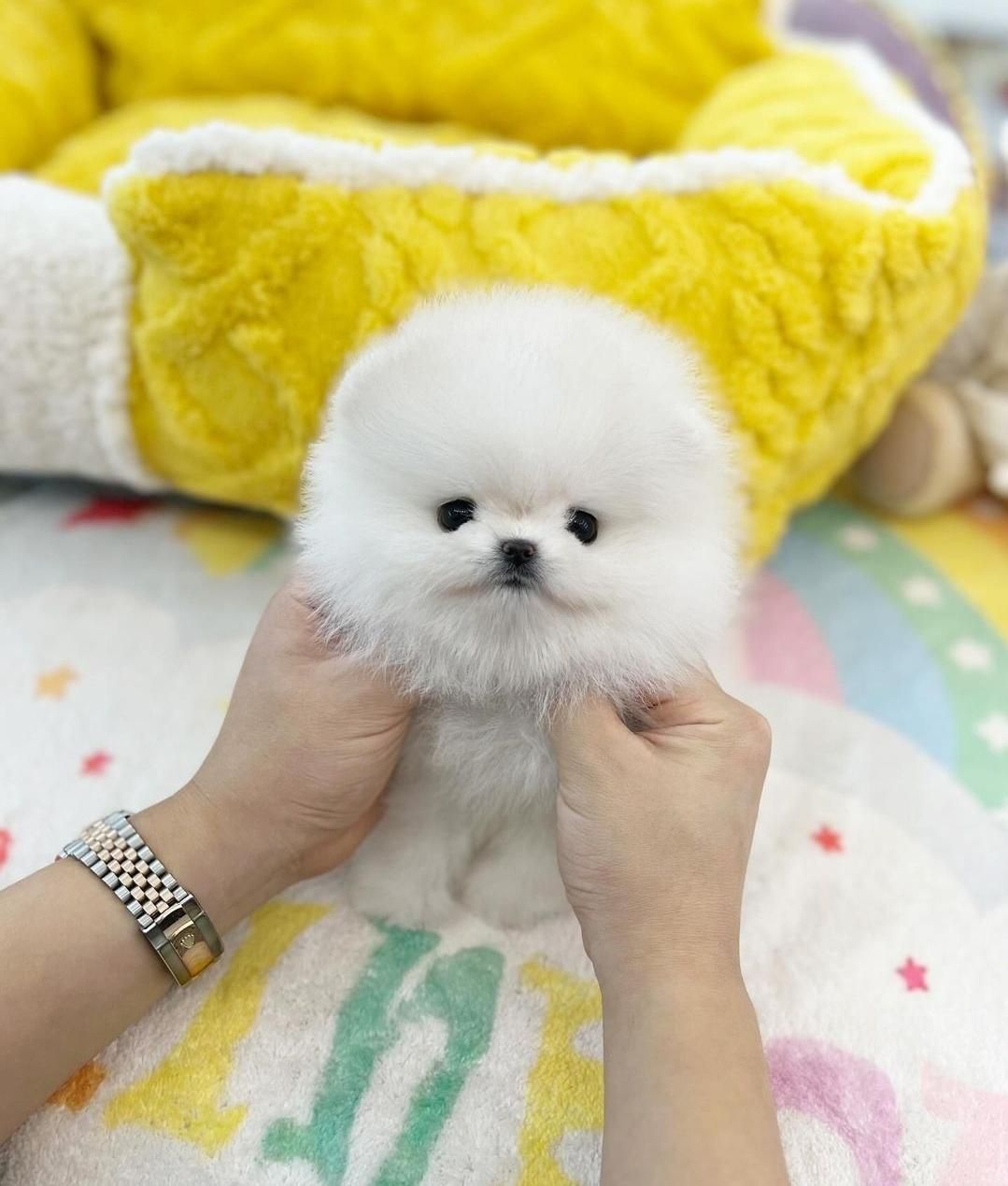 پامرانین/خرسی/سگ/پامر نر و ماده|سگ|تهران, تهرانسر شرقی|دیوار