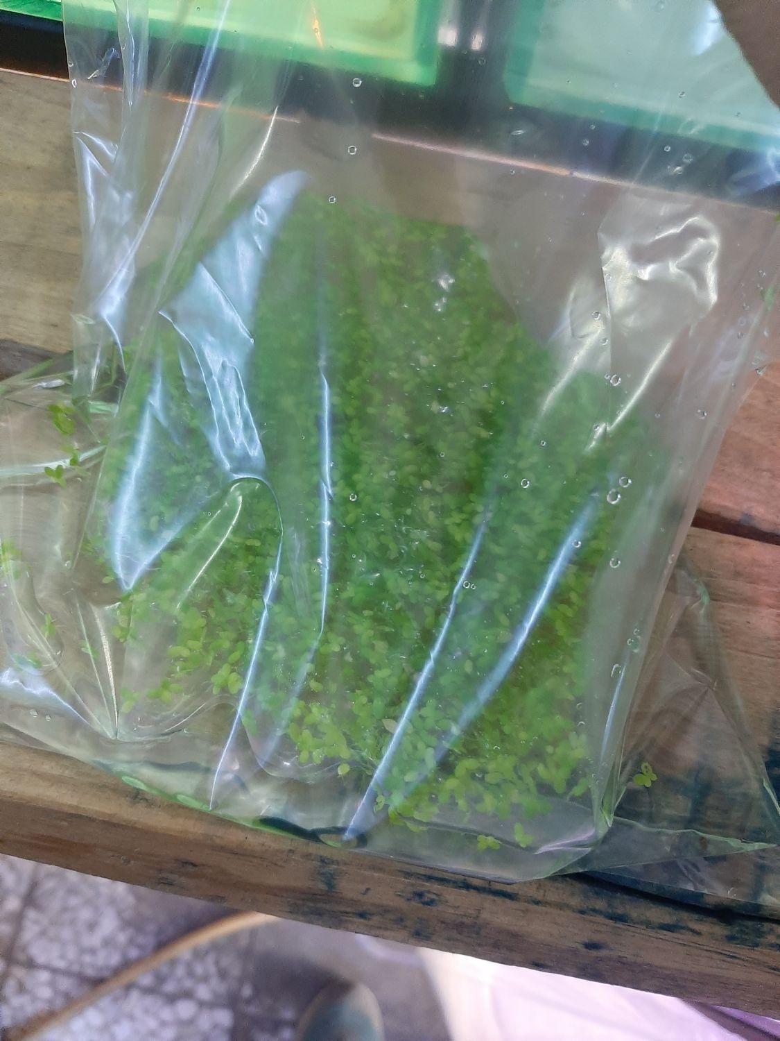 عدسک رو آبی|ماهی|اصفهان, هفتون|دیوار