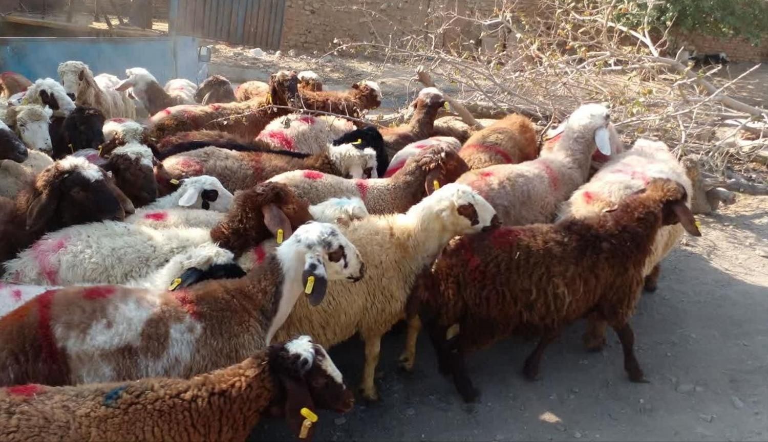 کل مناطق تهران گوسفند زنده بهداشتی گوشتی در محل|حیوانات مزرعه|تهران, سازمان برنامه|دیوار