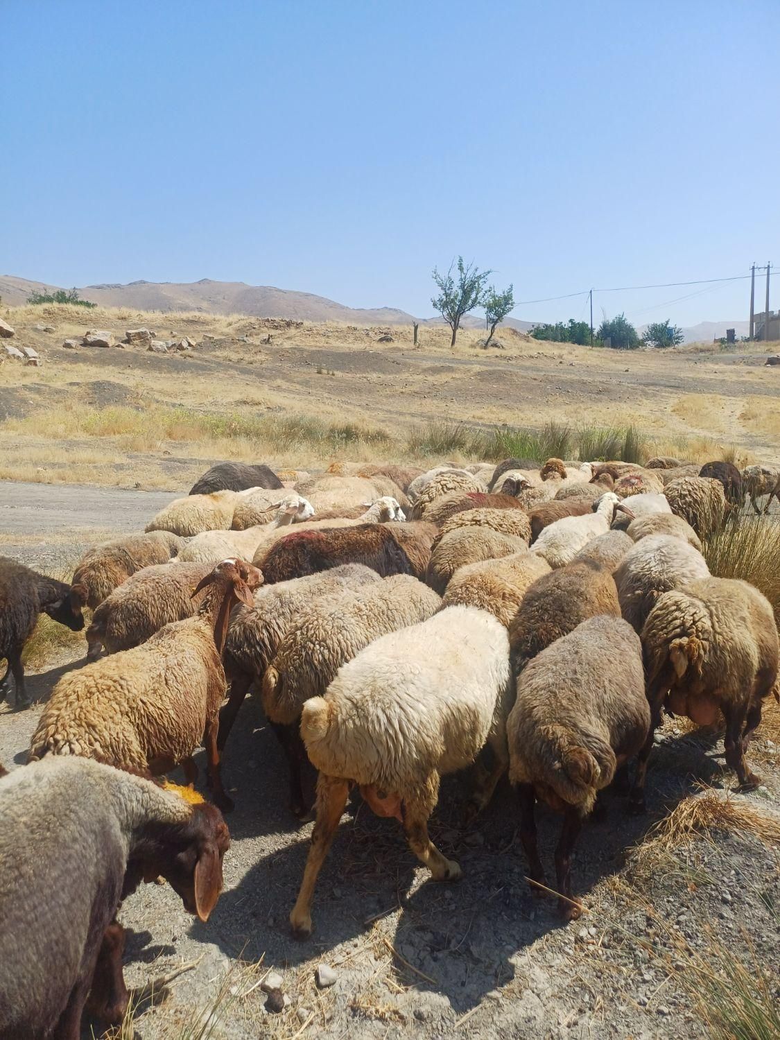 ۱۳۶ راس گوسفند داشتی شیشک و آبستن با ۷ بره|حیوانات مزرعه|مریوان, |دیوار