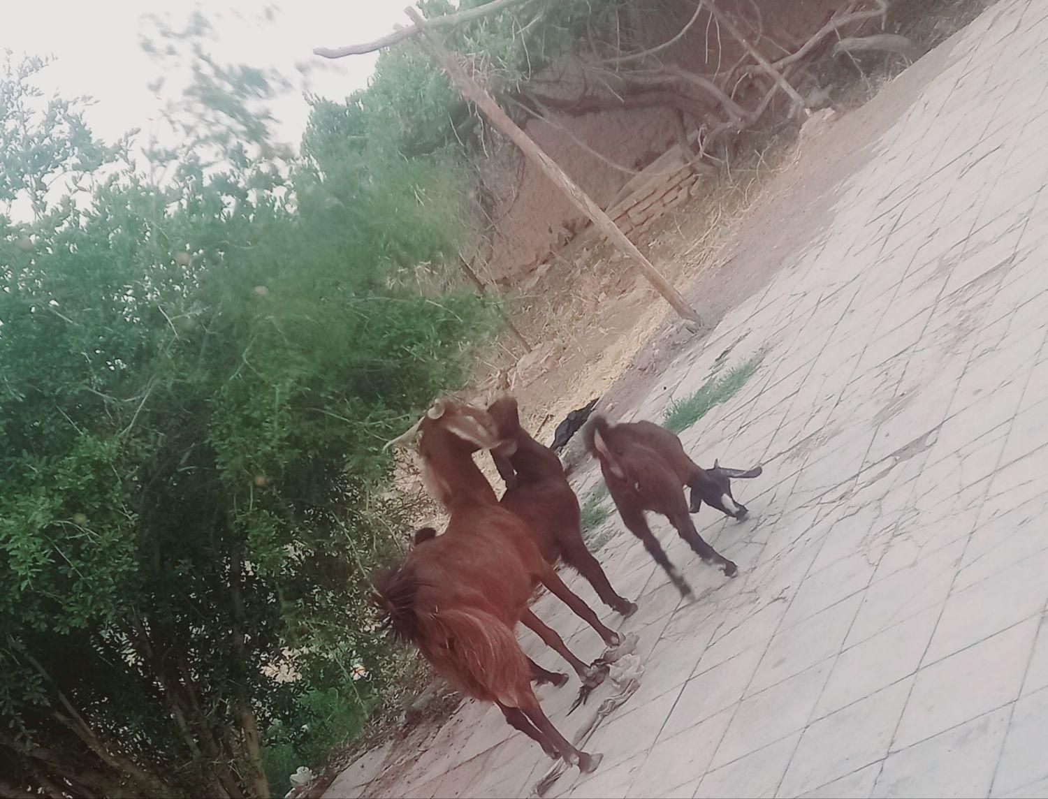 بز پاکستانی|حیوانات مزرعه|رفسنجان, |دیوار