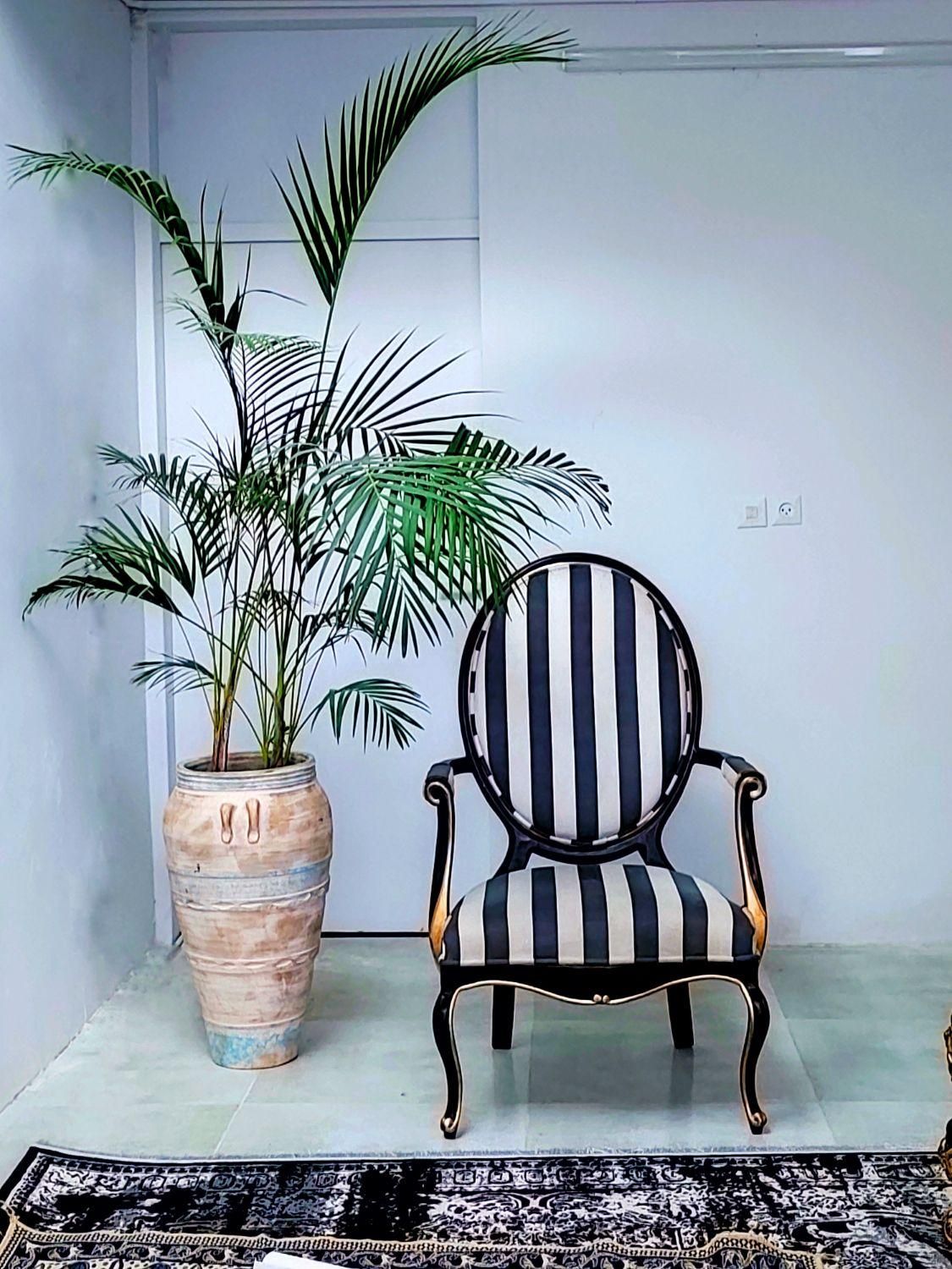 گل طبیعی بزرگ،انجیری فیلندرون نخل باباآدم گلدون|گل و گیاه طبیعی|مشهد, رضاشهر|دیوار