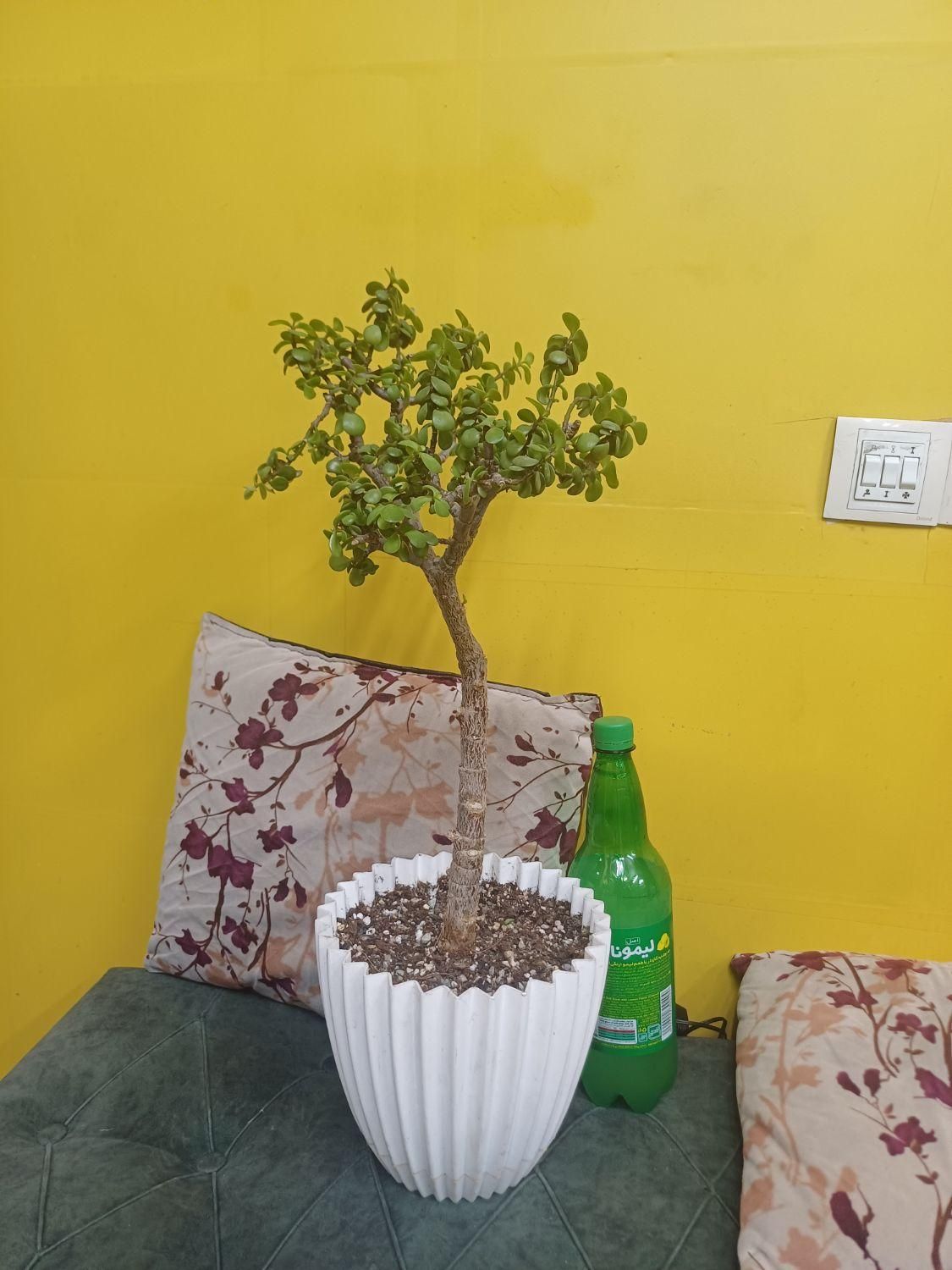 بنسای کراسولا خرفه  گل  گیاه|گل و گیاه طبیعی|تهران, امام حسین(ع)|دیوار