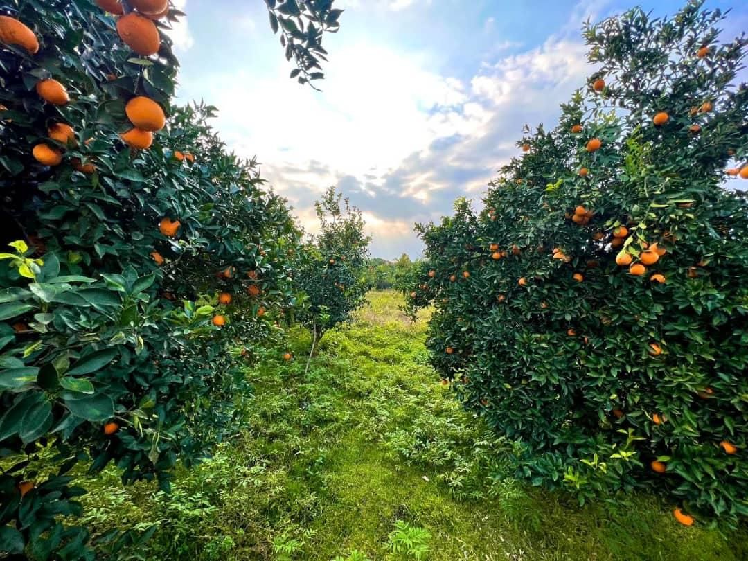 باغ مرکبات ۶۶۰۰متری/چسبیده به بافت|فروش زمین و ملک کلنگی|امامزاده عبدالله, |دیوار