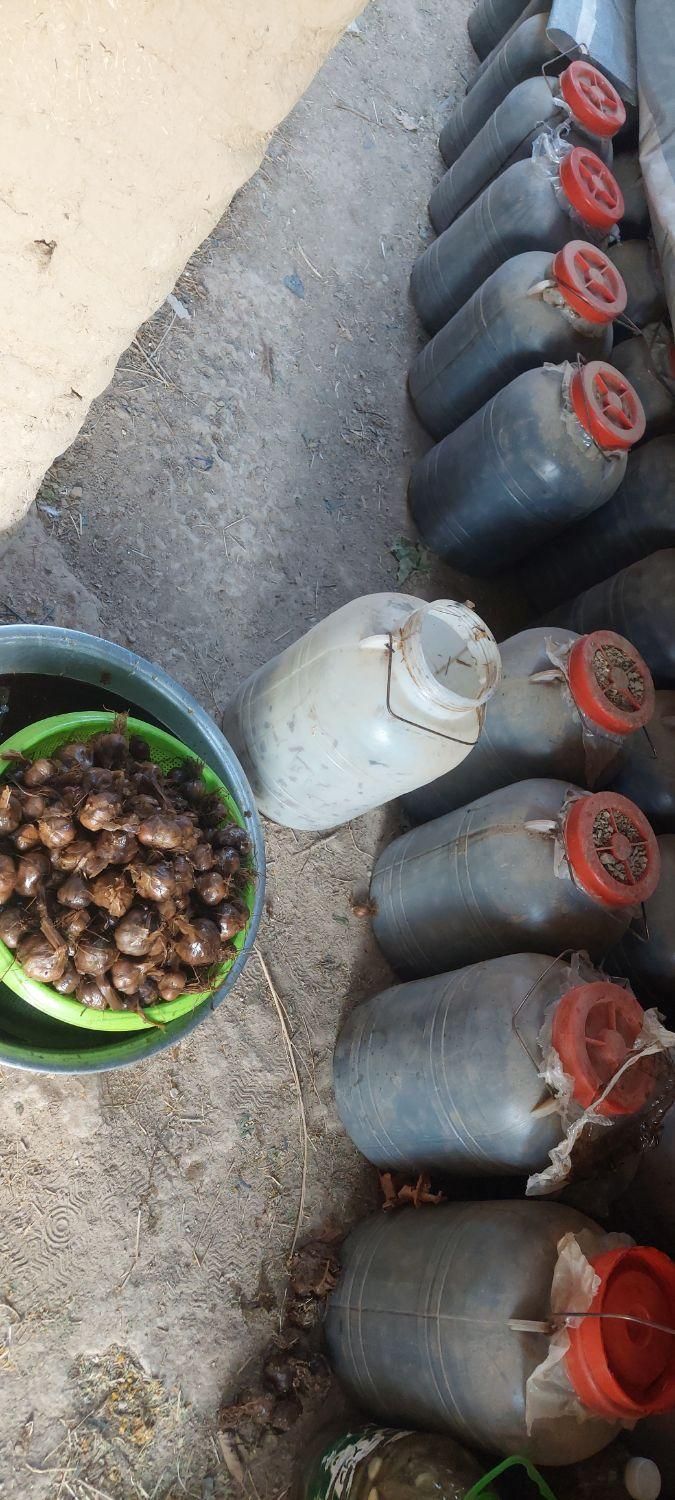 سیر ترشی|خوردنی و آشامیدنی|مشهد, سلام|دیوار