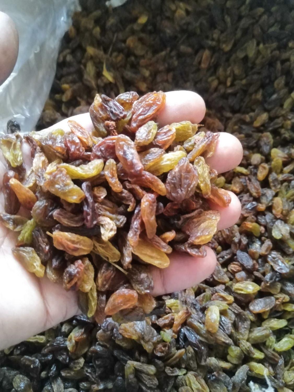 کشمش فله آفتابی محلی|خوردنی و آشامیدنی|شاهرود, |دیوار