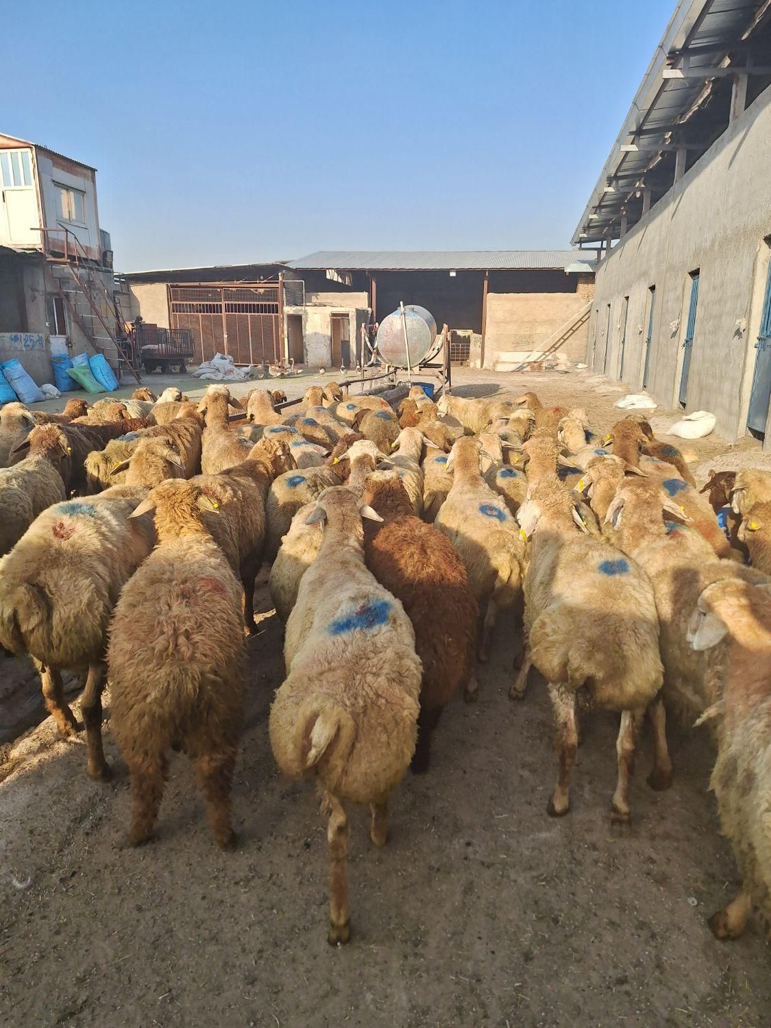 گوسفند زنده مهر شهر کیانمهر قزلحصار شکم خالی|حیوانات مزرعه|کرج, کیانمهر|دیوار