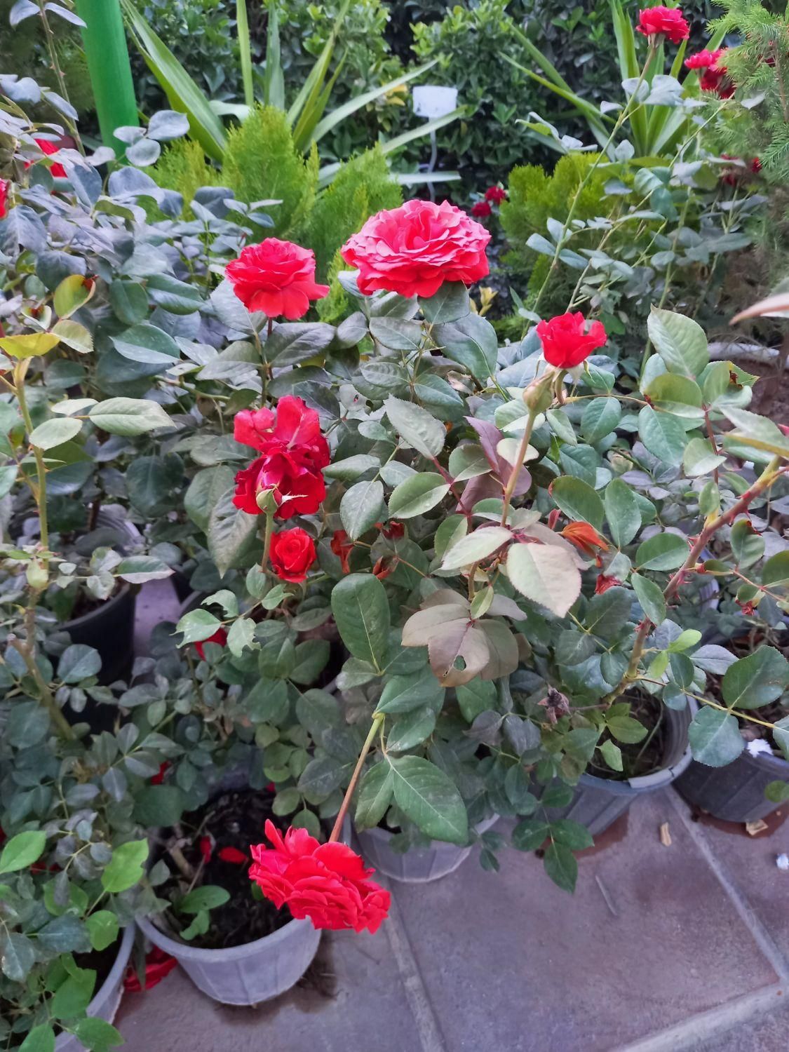 باغبانی و ایجاد فضای سبز|خدمات باغبانی و درختکاری|ورامین, |دیوار