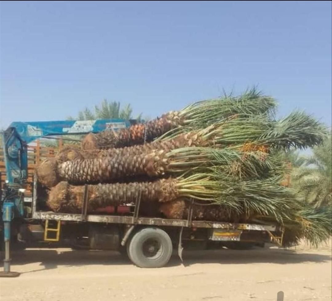 نخل پاجوش نهال برحی فحل خرما|گل و گیاه طبیعی|اهواز, فاز ۲ پادادشهر|دیوار