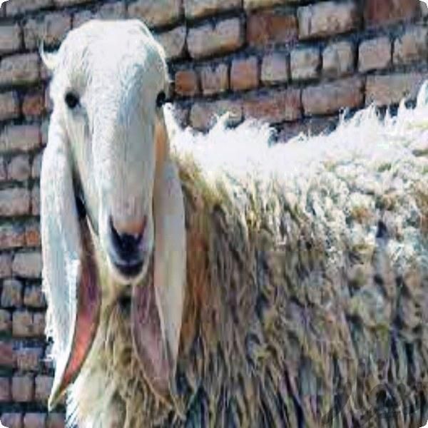 گوسفند قوچ شیشک بره نر چاق زنده ۱۰۰٪ ارگانیکی|حیوانات مزرعه|مشهد, آبکوه|دیوار