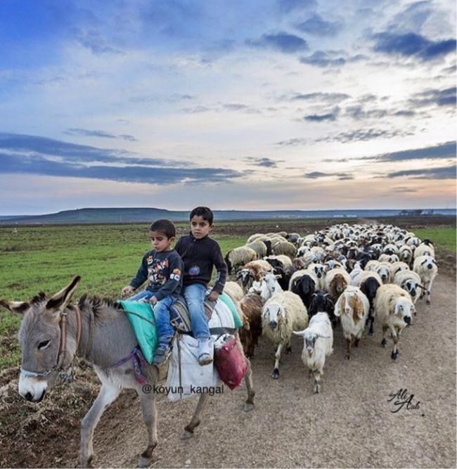 ارسال سراسر تهران بره مغان گوسفندنر مغان کردستان|حیوانات مزرعه|تهران, میدان حر|دیوار