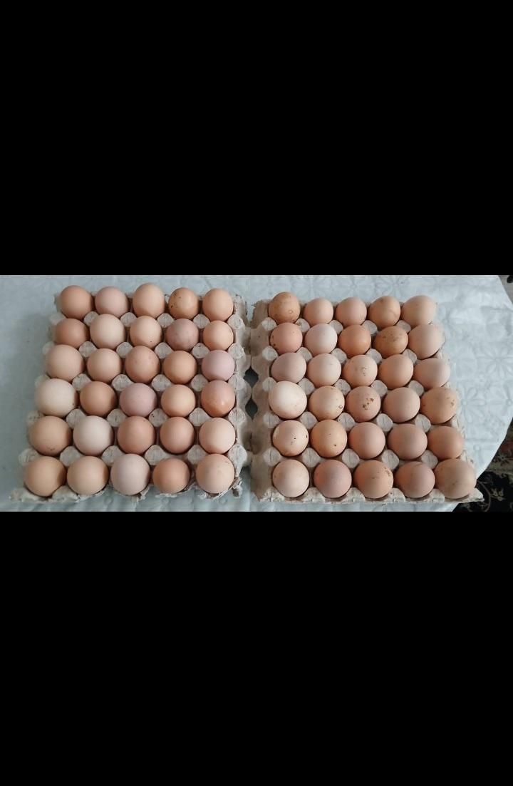 تخم مرغ رسمی سالم کاملا ارگانیک|حیوانات مزرعه|تهران, حشمتیه|دیوار