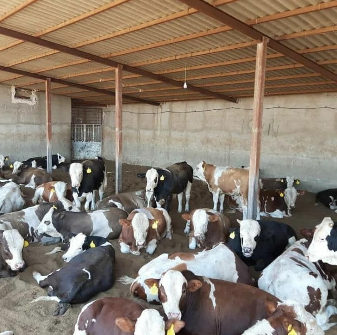 بزگترینمرکز فروش گوساله سمینتال اصیل|حیوانات مزرعه|مرودشت, |دیوار