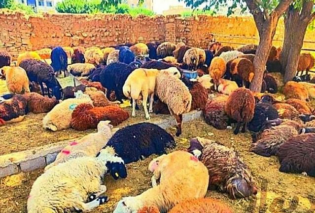 دام معتبر خرید آسان فقط با یک تماس گوسفند دام زنده|حیوانات مزرعه|مشهد, آبکوه|دیوار