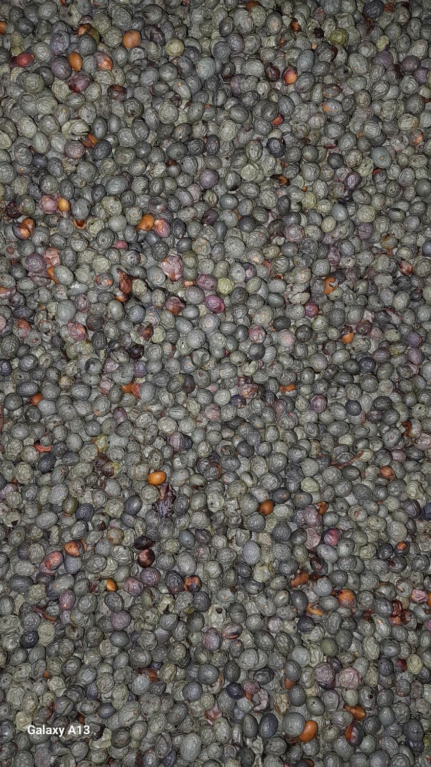 بنه کوهی و کسور کوهی(کلخونگ) عمده  فقط تماس|خوردنی و آشامیدنی|شیراز, باغ تخت|دیوار