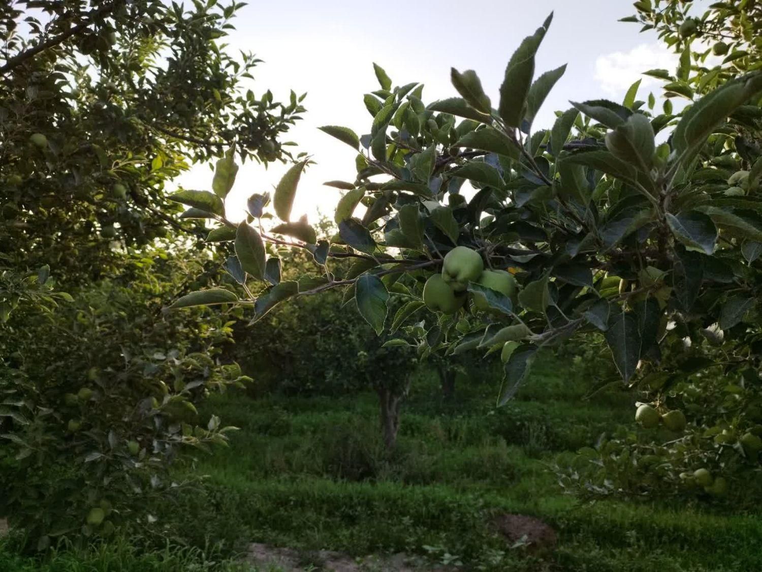 زمین باغ ویلا ۵۰۰مترسند آب برق گاز گل مکان گلستان|فروش زمین و ملک کلنگی|مشهد, وکیل‌آباد|دیوار