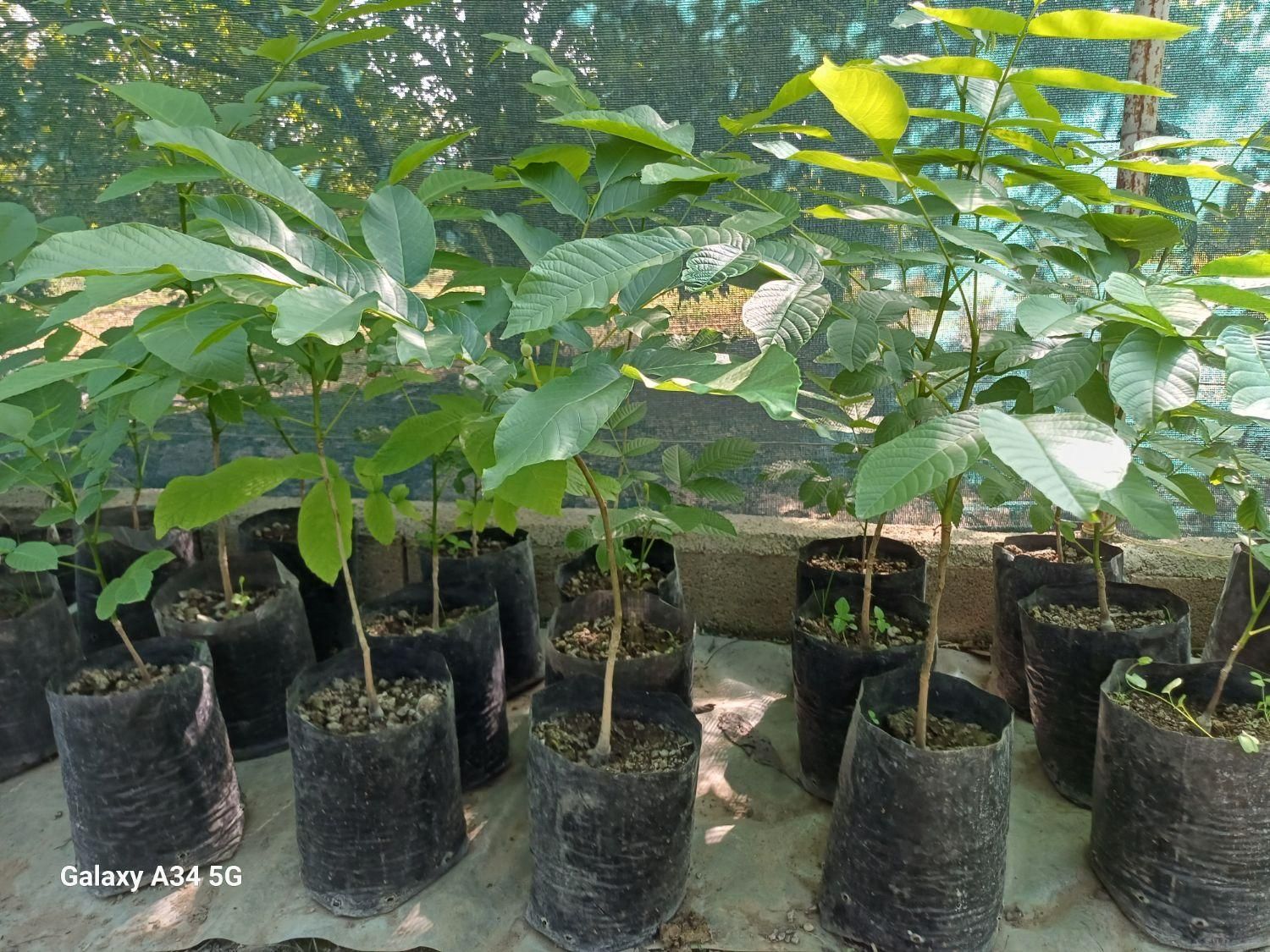 فروش نهال گردو چندلر|خدمات باغبانی و درختکاری|ساری, |دیوار