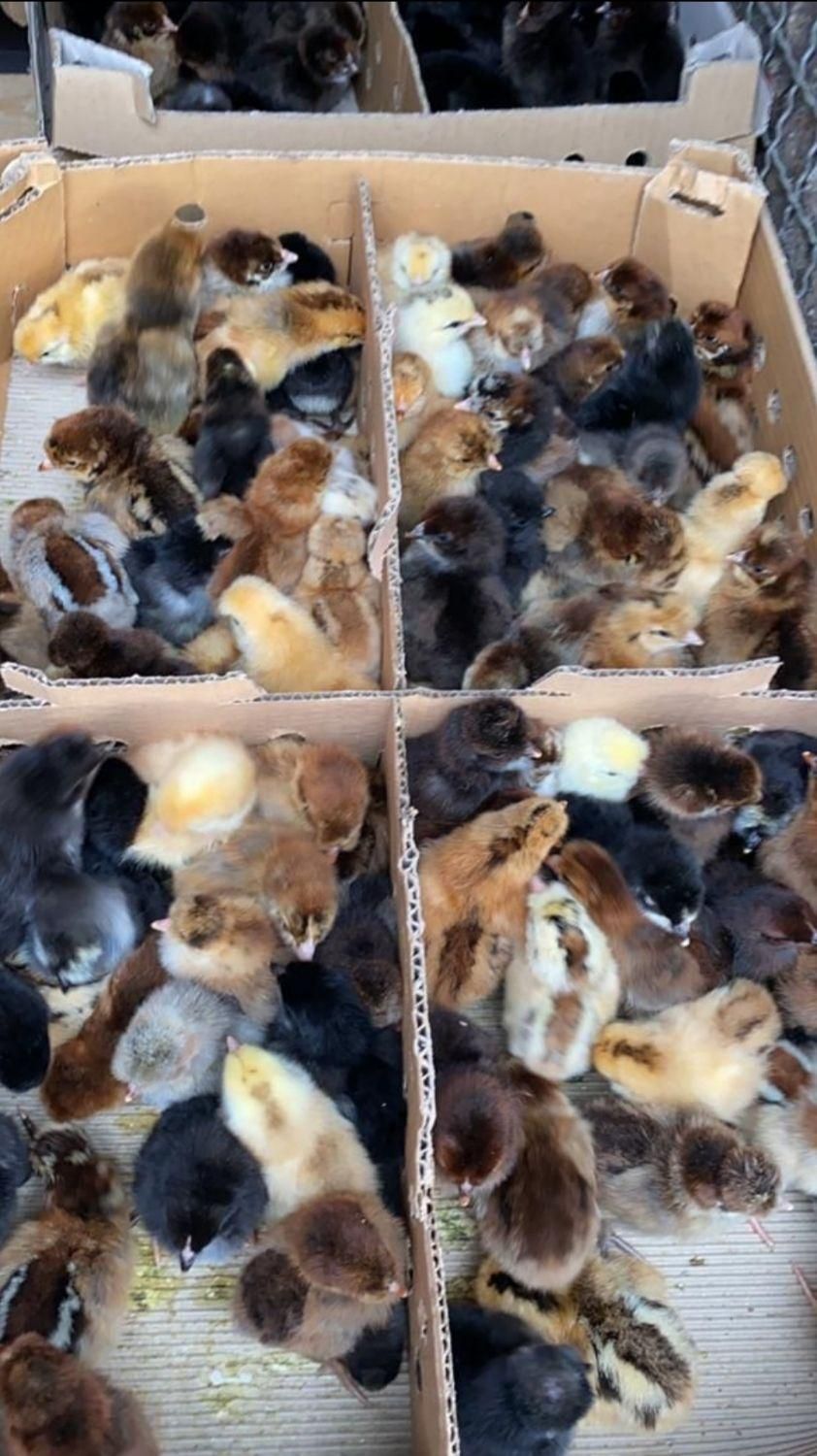 فروش جوجه رنگی محلی اردک ۳روزه|حیوانات مزرعه|همدان, |دیوار