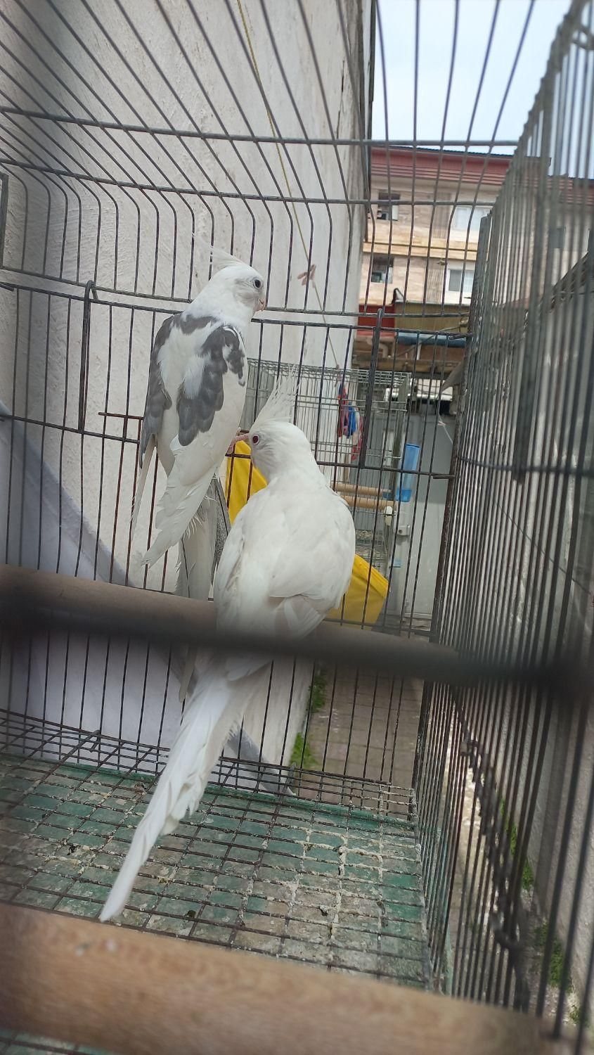 نر دو کت ماده آلبینو|پرنده|رشت, رودبارتان|دیوار