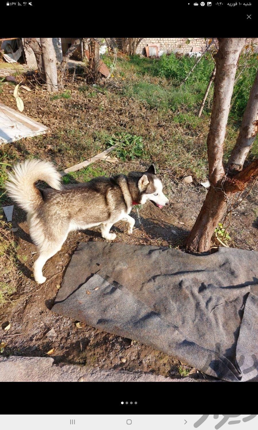 سگ هاسکی نر|سگ|علی‌آباد کتول, |دیوار