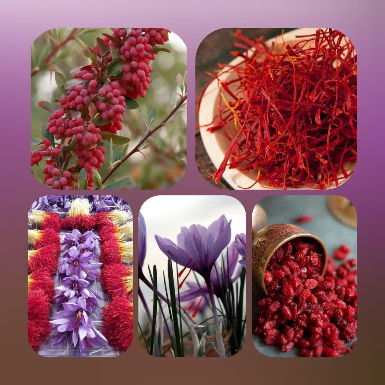 نمایندگی سرای زعفران قائنات|خوردنی و آشامیدنی|اصفهان, سروستان|دیوار