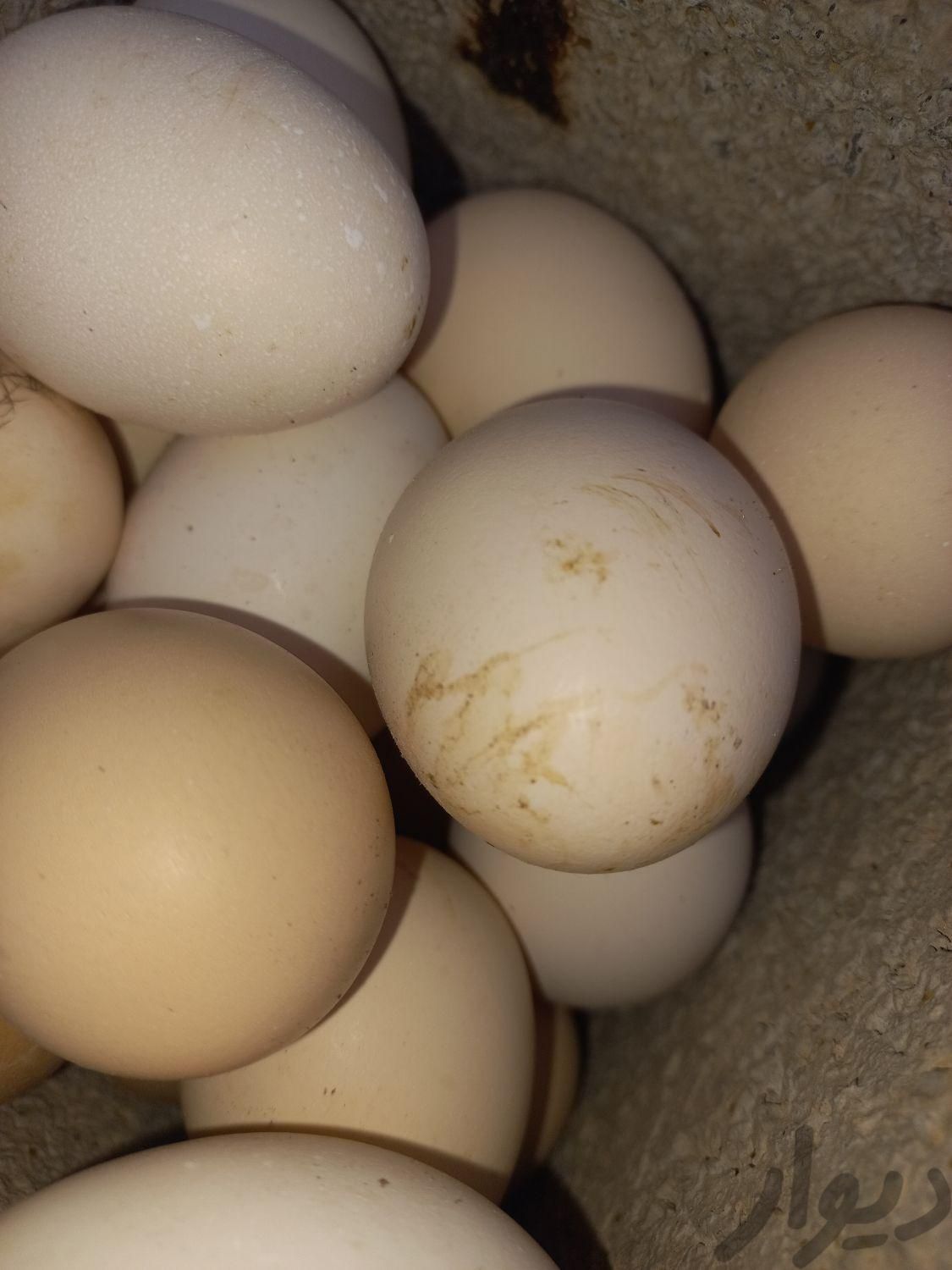 تخم مرغ محلی نطفه دار ضمانتی|حیوانات مزرعه|رفسنجان, |دیوار