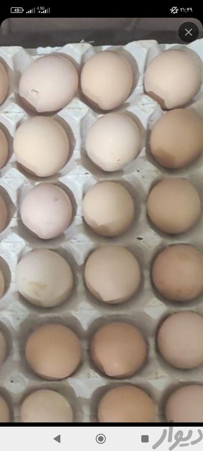 تخم مرغ محلی|خدمات پذیرایی/مراسم|رفسنجان, |دیوار