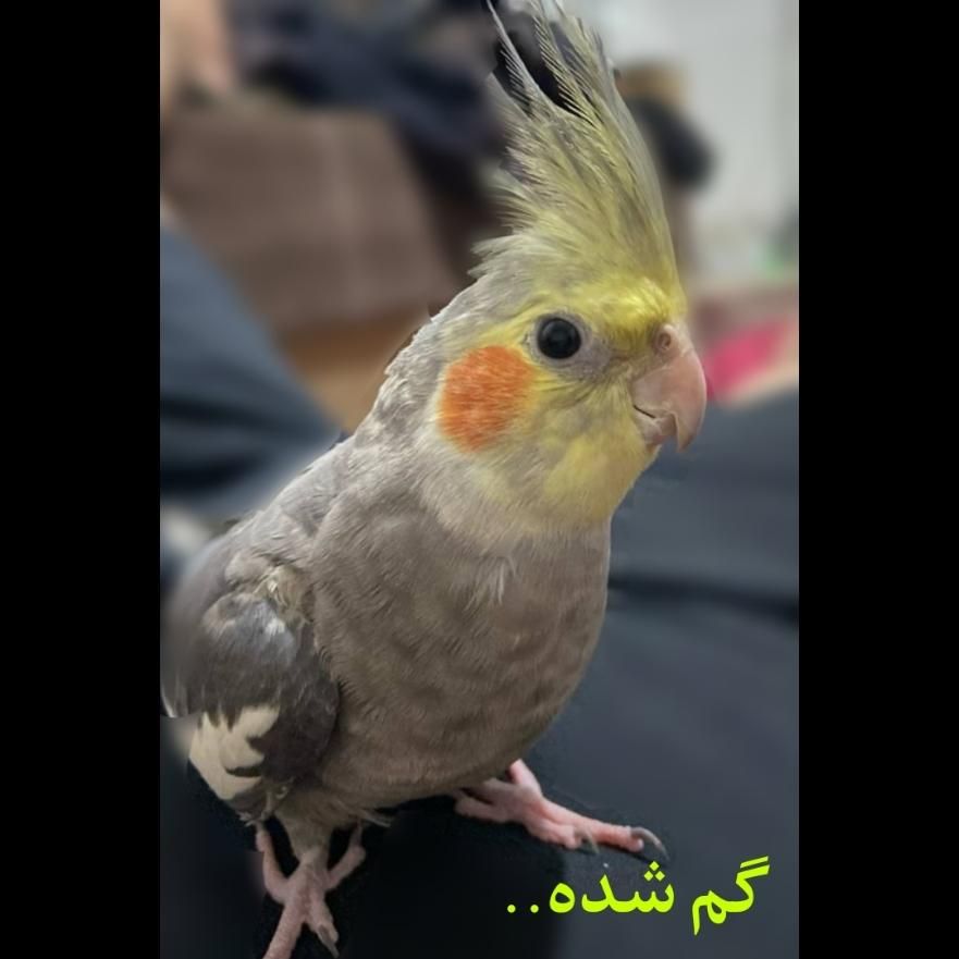 عروس هلندی گمشده|حیوانات|یاسوج, |دیوار