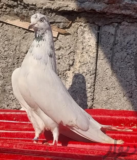 کبوتر ماده|پرنده|رشت, امام حسین|دیوار