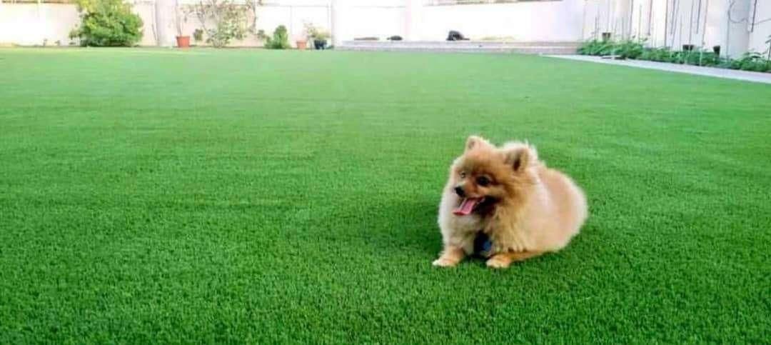 مرکز فروش چمن مصنوعی اصفهان|خدمات باغبانی و درختکاری|اصفهان, قائمیه|دیوار