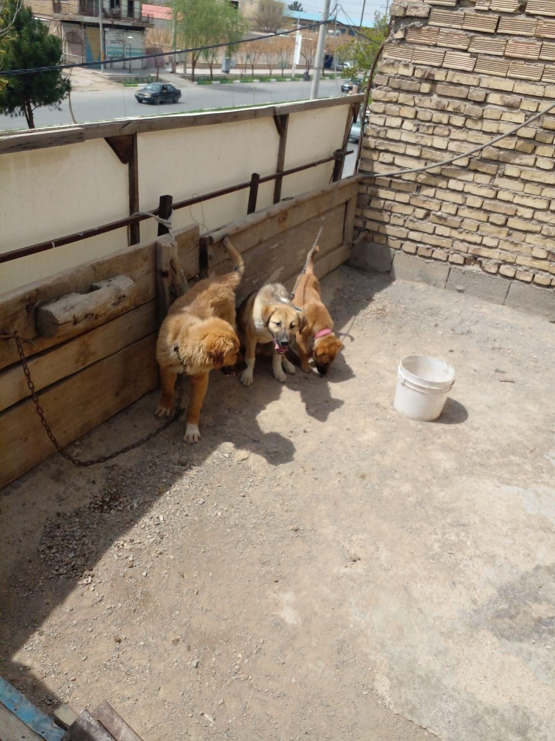 سگ نگهبان|سگ|نجف‌آباد, |دیوار
