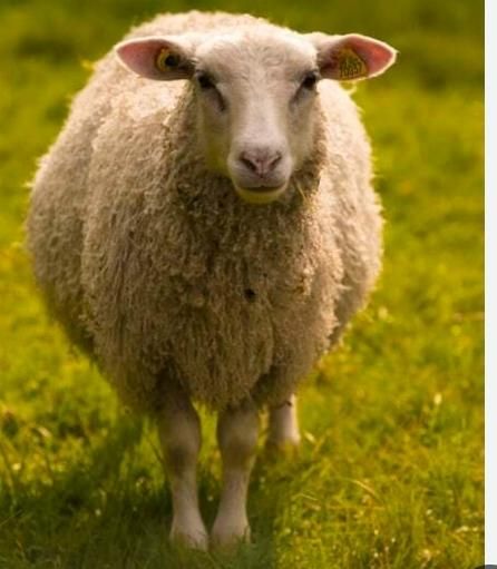 سلاخی گوسفند سیار|خدمات پذیرایی، مراسم|مشگین شهر, |دیوار