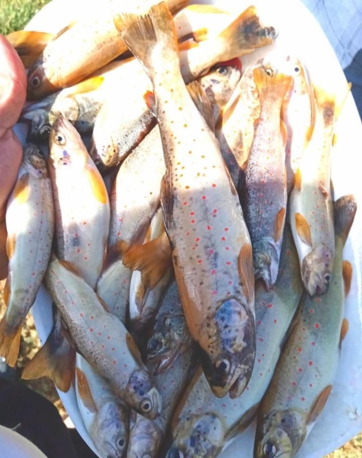 تور ماهیگیری مدل پرتابی|ماهیگیری|ارومیه, |دیوار