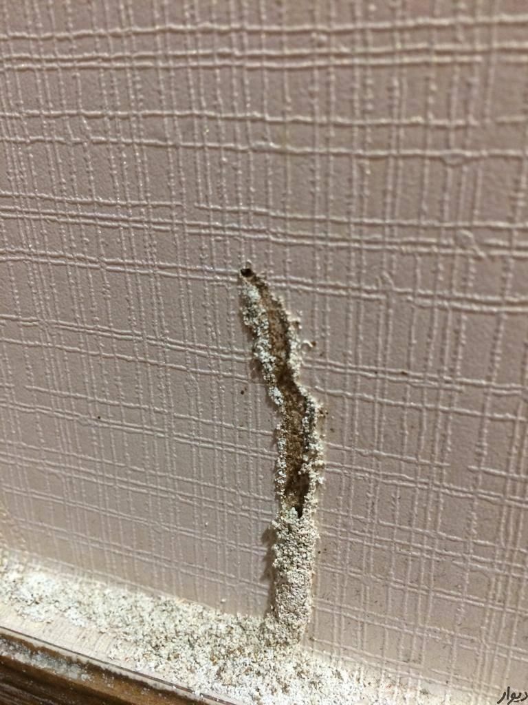 شرکت موریانه زدایی و سم پاشی با ضمانت نامه کتبی|خدمات نظافت|خرمآباد, |دیوار