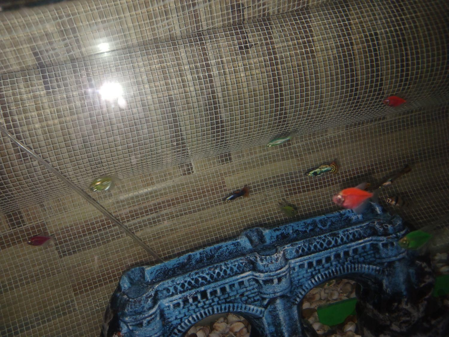 ماهی اکواریوم خیلی زیبا|ماهی و آکواریوم|دزفول, |دیوار