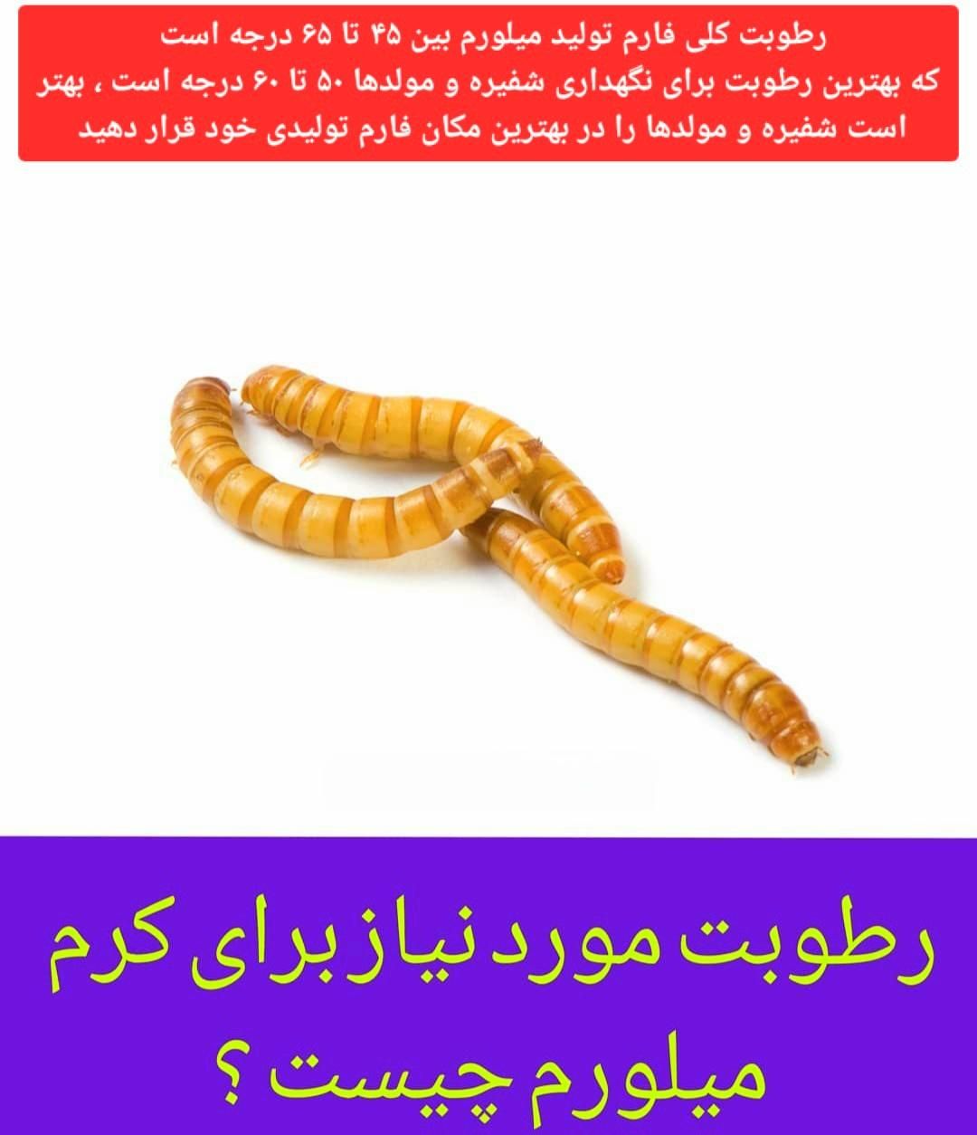 تولید میلورم|خزنده|کرمان, |دیوار