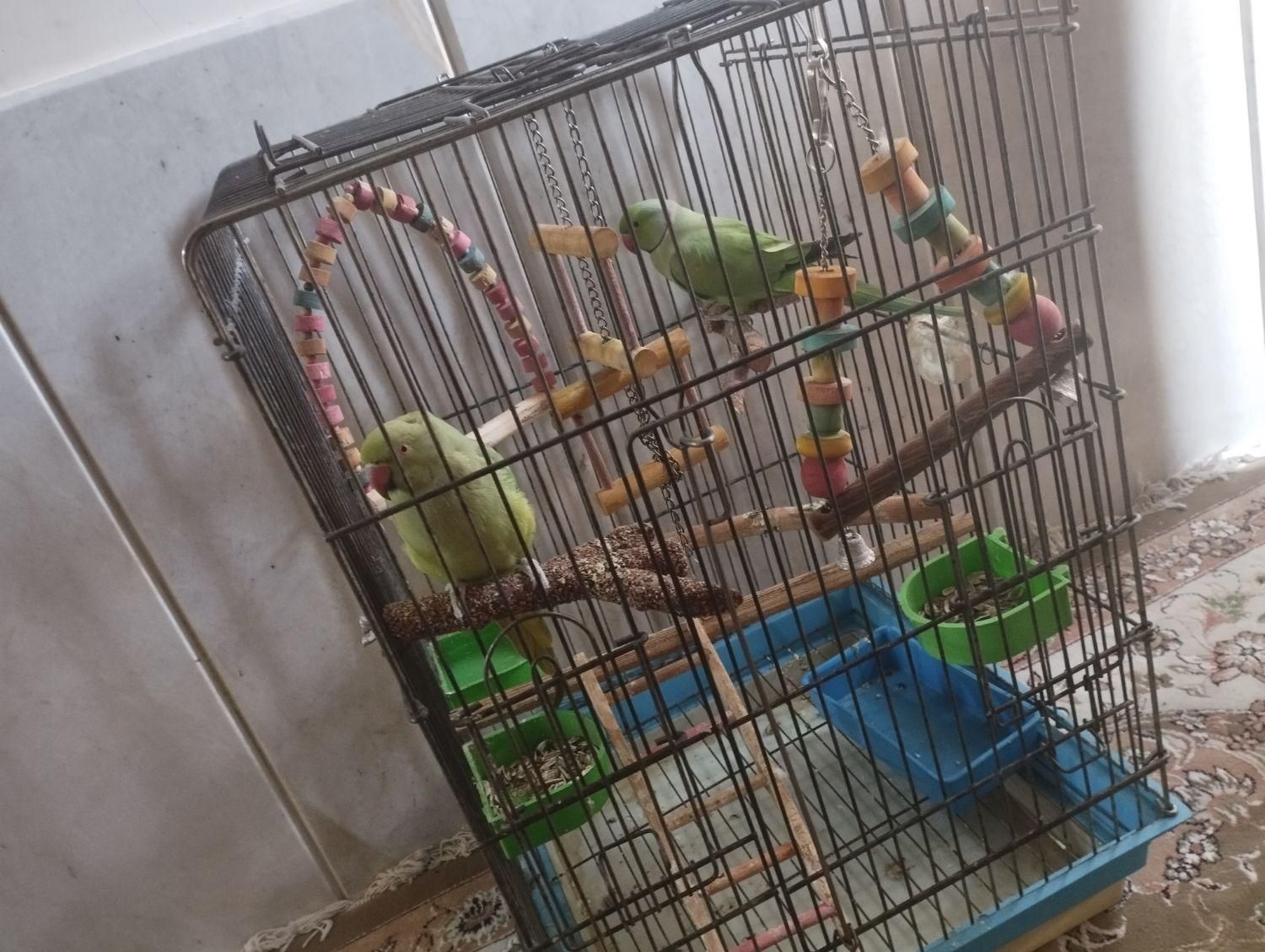 طوطی ملنگو|پرنده|جهرم, |دیوار