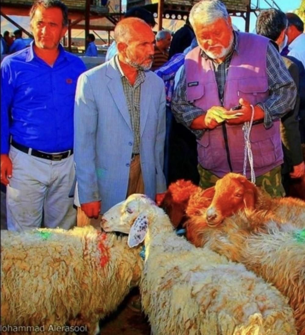 *۳روز دیگر تمدید شد*گوسفند زنده و خونی مصرف خانوار|حیوانات مزرعه|مشهد, توس (بلوار توس)|دیوار