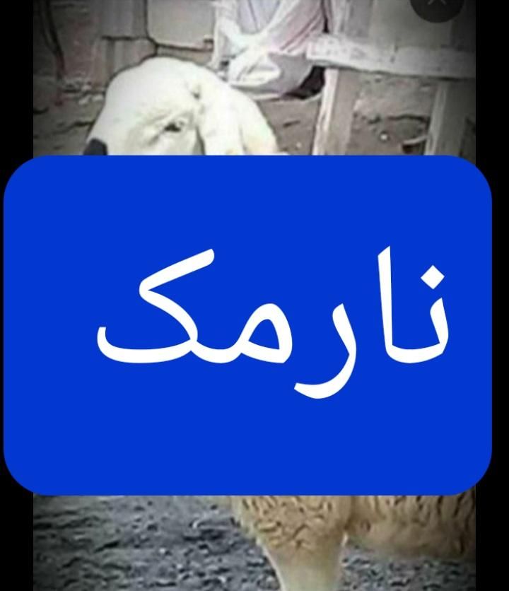 گوسفند زنده** تولد نوزاد عقیقه عروسی نذری کم چربی|حیوانات مزرعه|تهران, نارمک|دیوار
