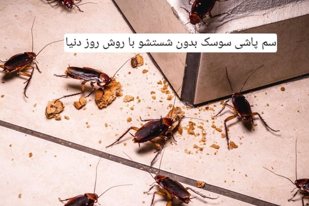 سمپاشی سوسک ساس دریک مرحله ضمانت کتبی سم پاشی|خدمات نظافت|تهران, تجریش|دیوار