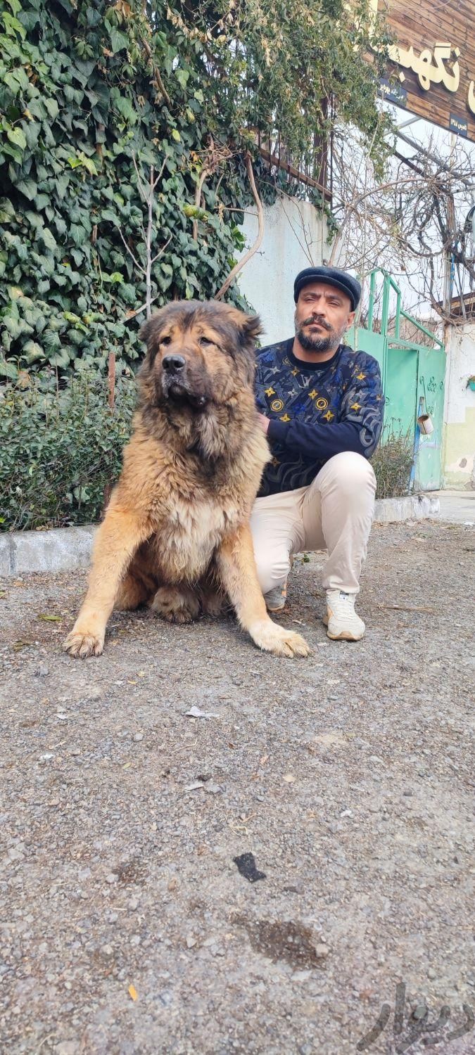 سگ قفقازی اصیل درشت|سگ|کرج, مهرشهر - فاز ۱|دیوار